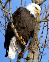 Eagle River Eagle