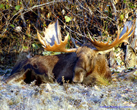 Modified full size Moose