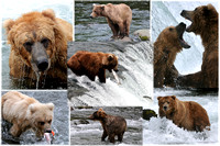 Fighting Bear Collage